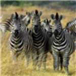 Logo of Zebras Live Wallpaper android Application 