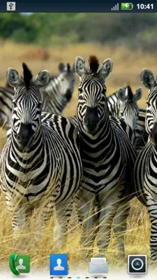 Zebras Live Wallpaper android App screenshot 1