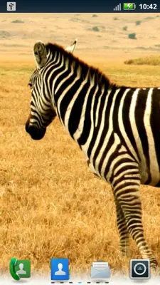 Zebras Live Wallpaper android App screenshot 2